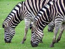 Zebra ii